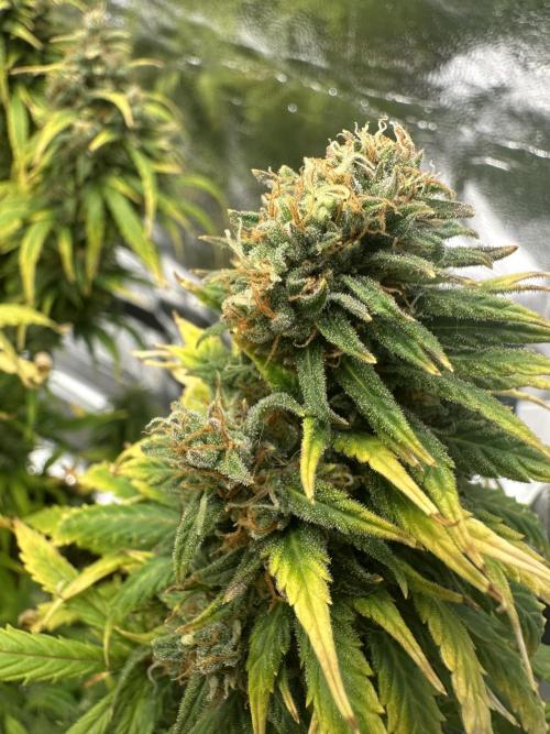 GORILLA Z (Direita) Yolanda. Week 11 - crazy looking bud