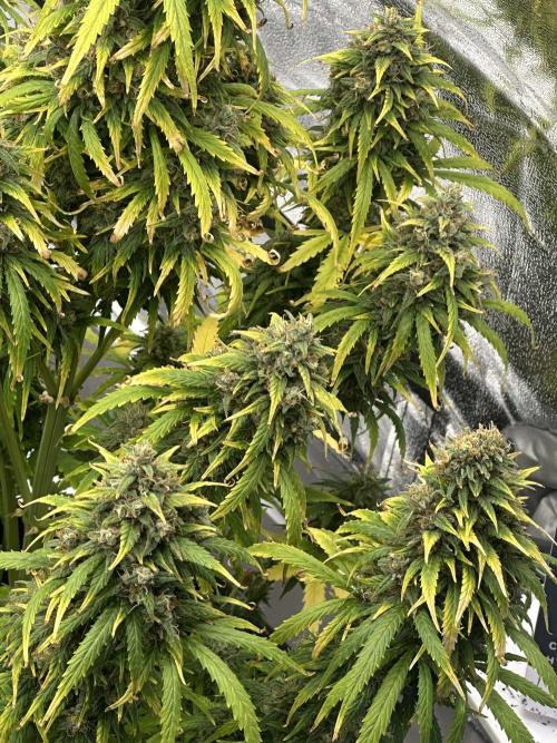 GORILLA Z (Direita) Yolanda. Week 11