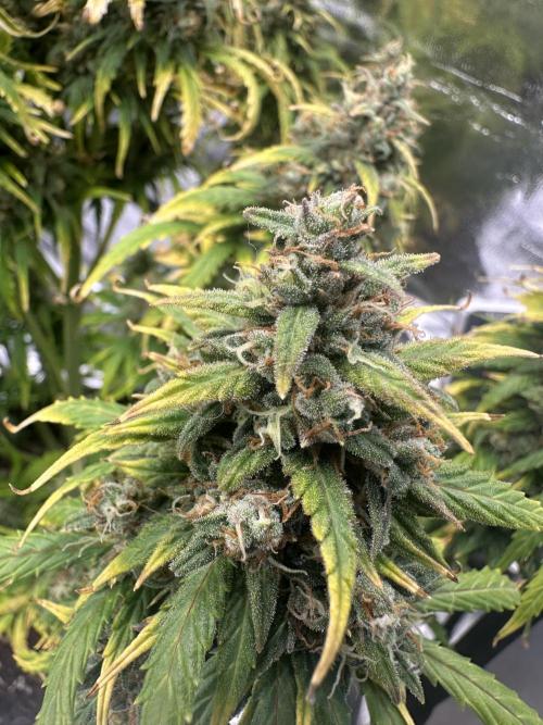 GORILLA Z (Direita) Yolanda. Week 11