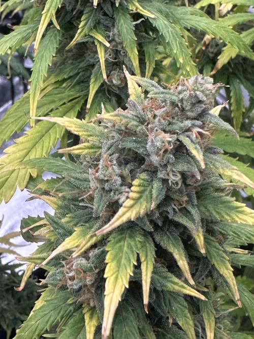 GORILLA Z (Direita) Yolanda. Week 11