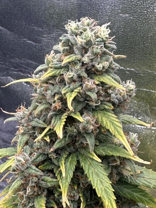 GORILLA Z (Direita) Yolanda. Week 11