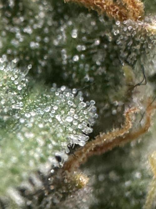 GORILLA Z (Direita) Yolanda. Week 11