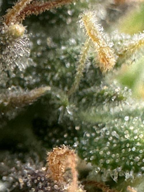 GORILLA Z (Direita) Yolanda. Week 11