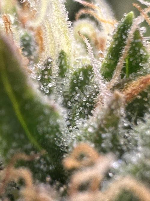 GORILLA Z (Direita) Yolanda. Week 11