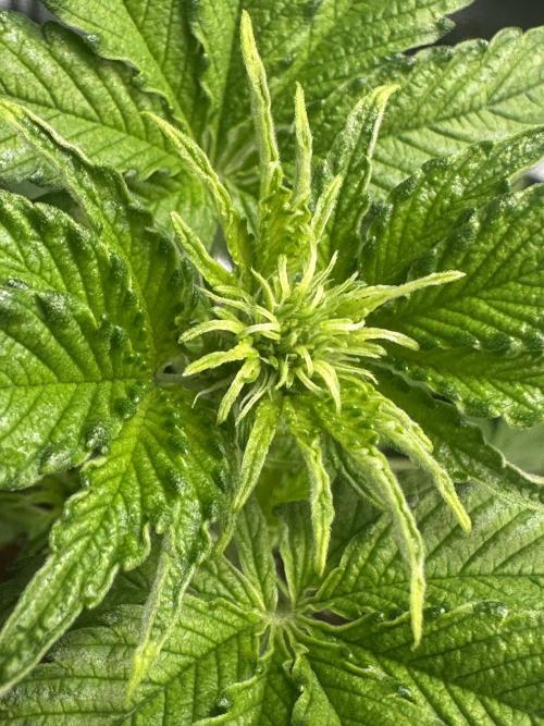 GUAVA AUTO (Outside tent) Becky. Week 4