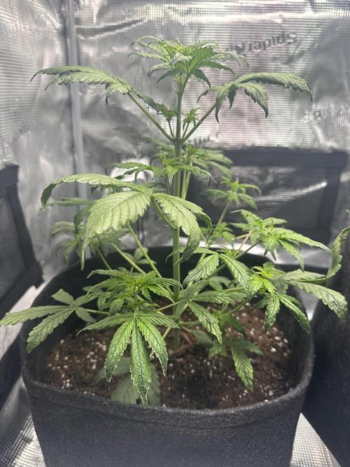 GUAVA AUTO (Outside tent) Becky. Week 4