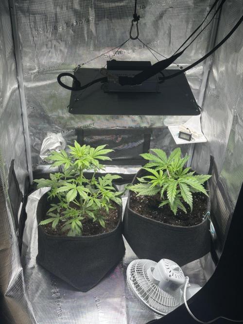 GUAVA AUTO (Outside tent) Becky. Week 4