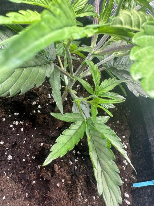 GUAVA AUTO (Blue) Maria Joana. Week 4