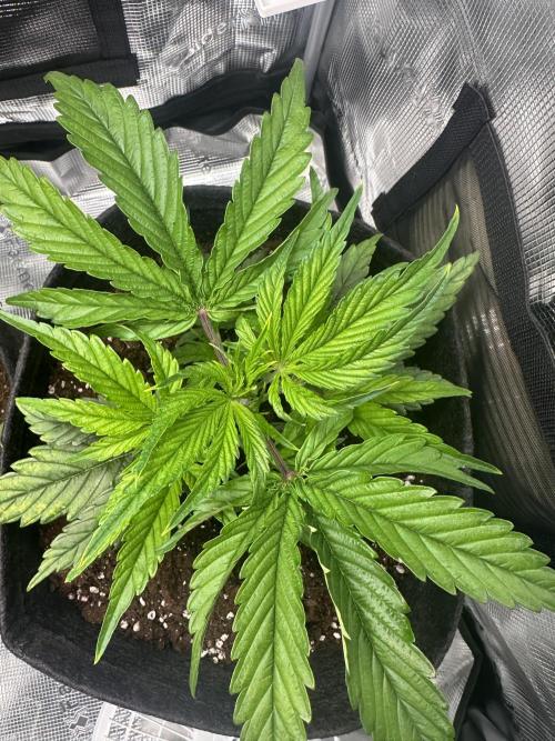 GUAVA AUTO (Blue) Maria Joana. Week 4