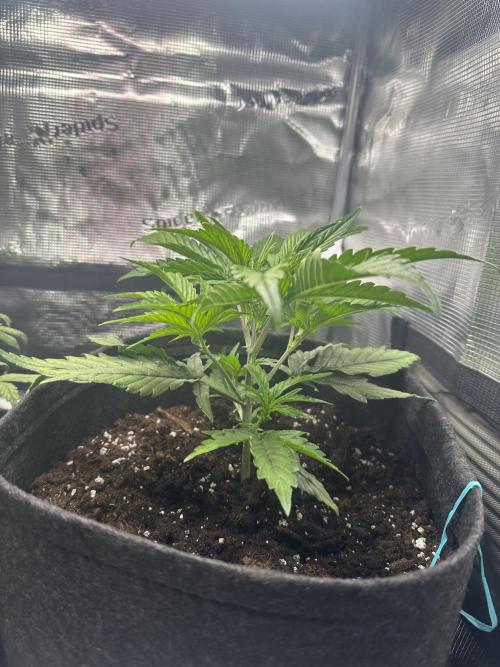 GUAVA AUTO (Blue) Maria Joana. Week 4 - during the day