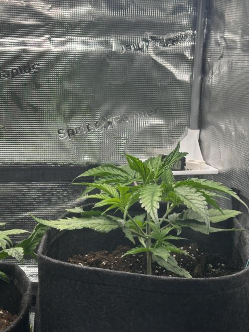 GUAVA AUTO (Blue) Maria Joana. Week 4 - at night