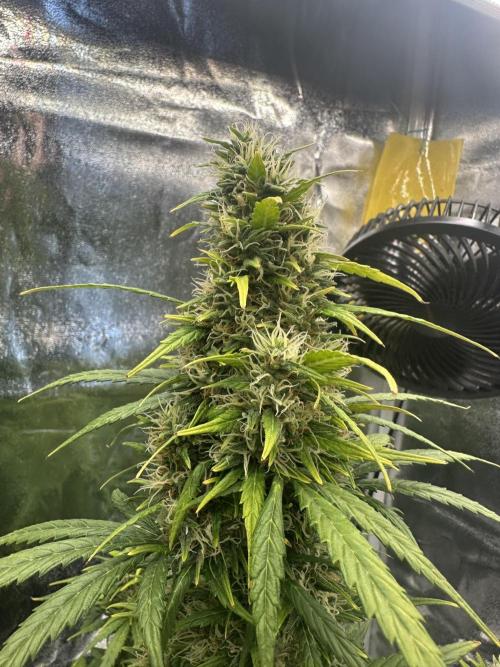 GORILLA Z (Esquerda) Priscila. Week 11