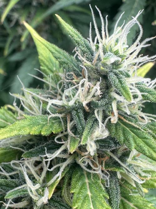 GORILLA Z (Esquerda) Priscila. Week 11