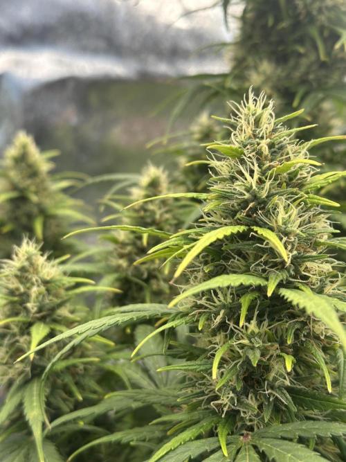 GORILLA Z (Esquerda) Priscila. Week 11