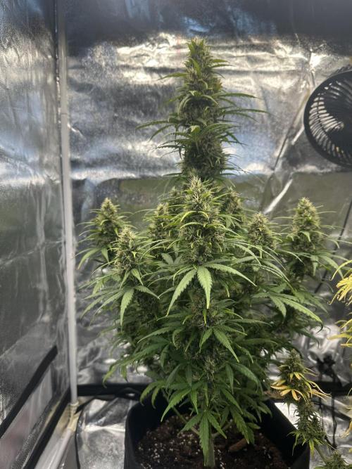 GORILLA Z (Esquerda) Priscila. Week 11