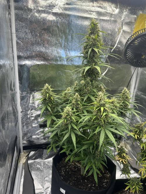 GORILLA Z (Esquerda) Priscila. Week 11