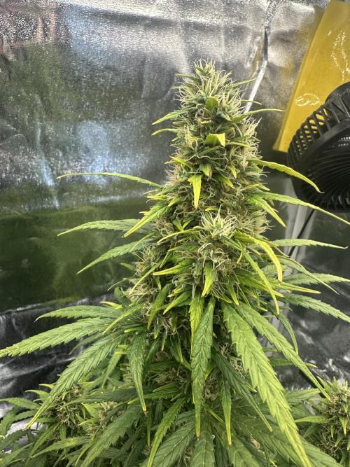 GORILLA Z (Esquerda) Priscila. Week 11
