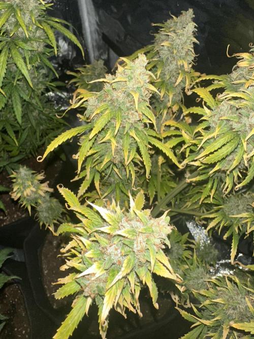 GORILLA Z (Direita) Yolanda. Week 12