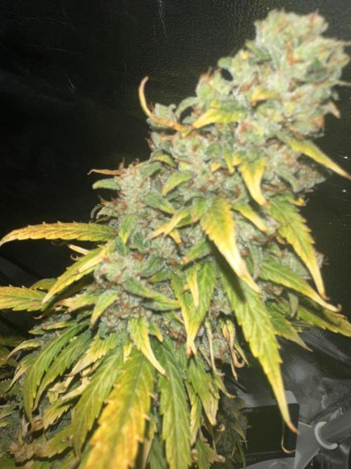 GORILLA Z (Direita) Yolanda. Week 12