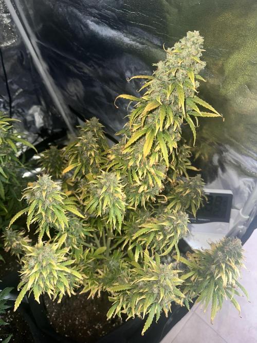 GORILLA Z (Direita) Yolanda. Week 12