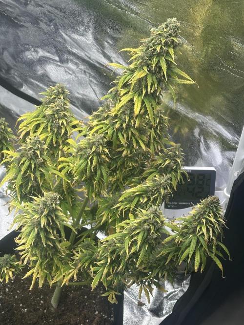 GORILLA Z (Direita) Yolanda. Week 12