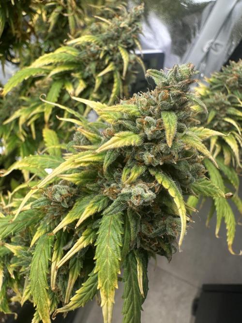 GORILLA Z (Direita) Yolanda. Week 12