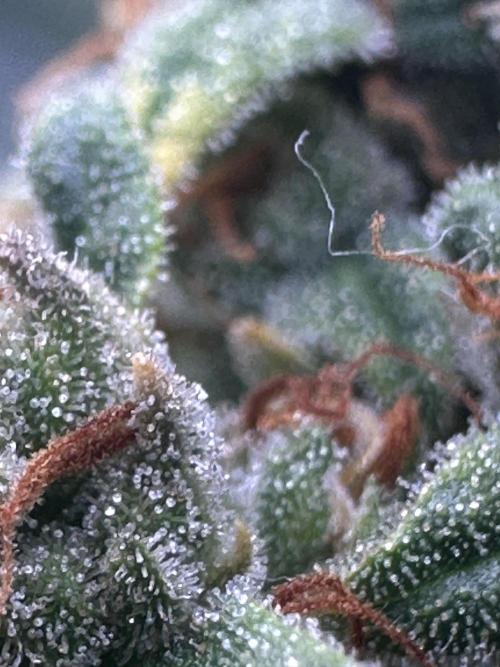 GORILLA Z (Direita) Yolanda. Week 12