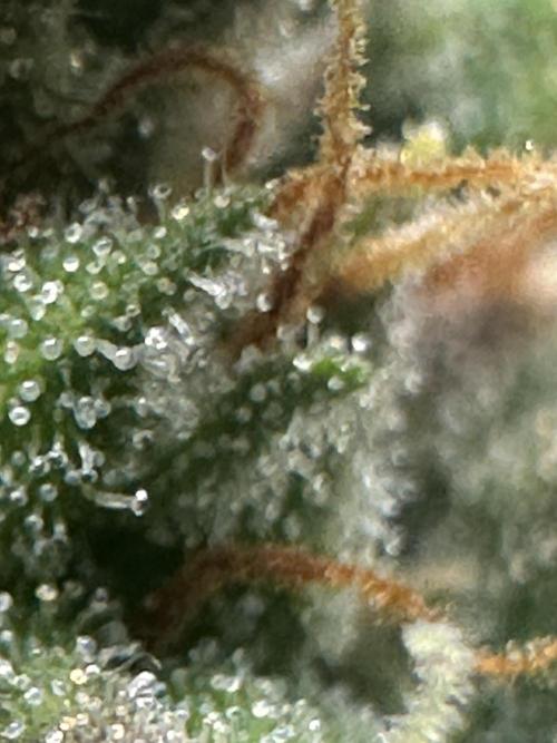 GORILLA Z (Direita) Yolanda. Week 12