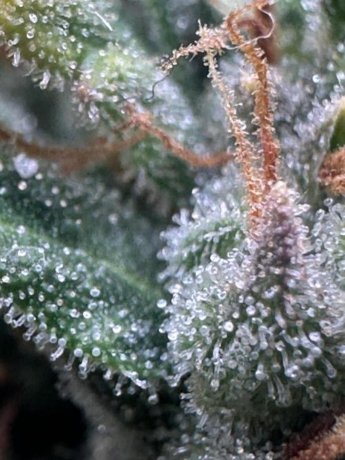 GORILLA Z (Direita) Yolanda. Week 12