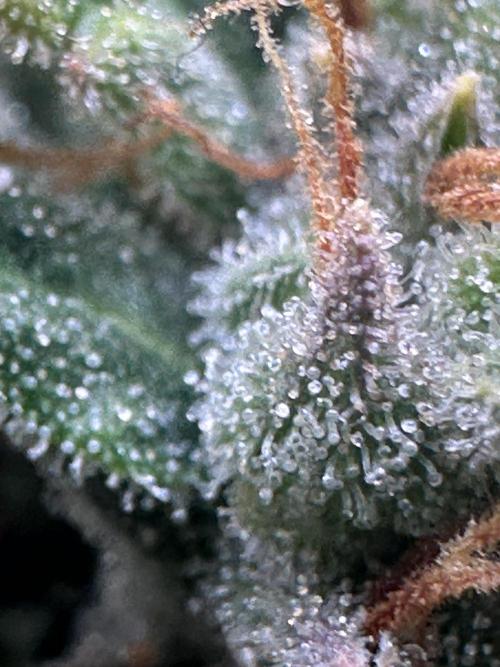 GORILLA Z (Direita) Yolanda. Week 12