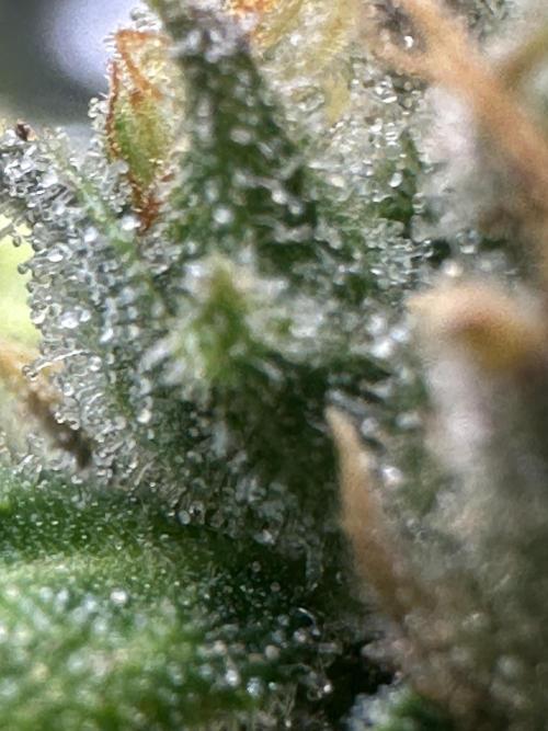 GORILLA Z (Direita) Yolanda. Week 12