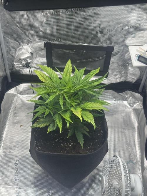 GUAVA AUTO (Blue) Maria Joana. Week 5
