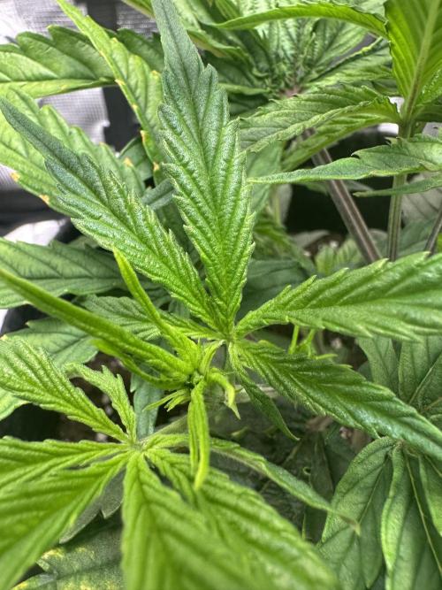 GUAVA AUTO (Blue) Maria Joana. Week 5