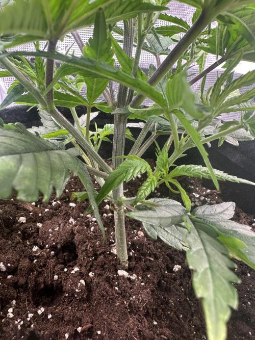 GUAVA AUTO (Blue) Maria Joana. Week 5