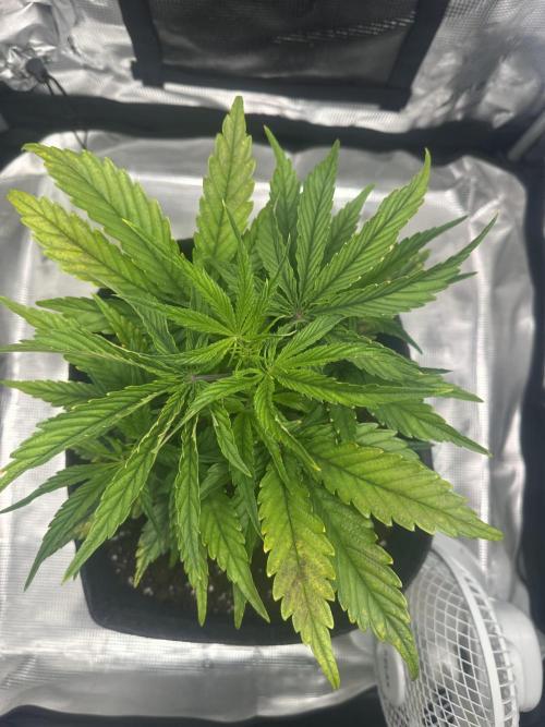 GUAVA AUTO (Blue) Maria Joana. Week 5