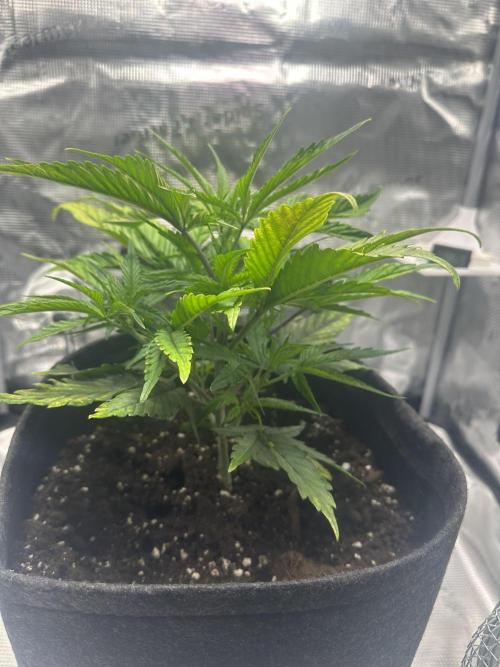 GUAVA AUTO (Blue) Maria Joana. Week 5