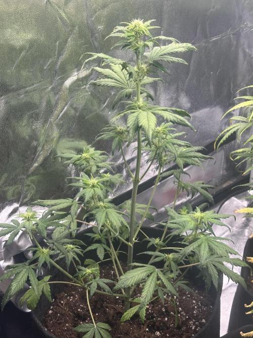 GUAVA AUTO - Becky. Week 5