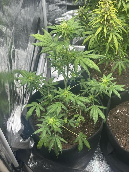 GUAVA AUTO - Becky. Week 5