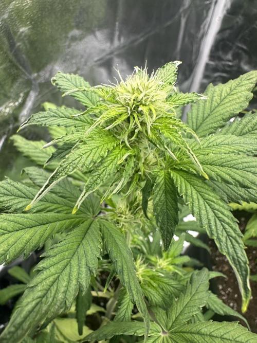 GUAVA AUTO - Becky. Week 5