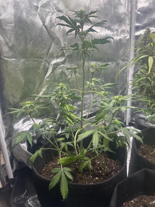 GUAVA AUTO - Becky. Week 5