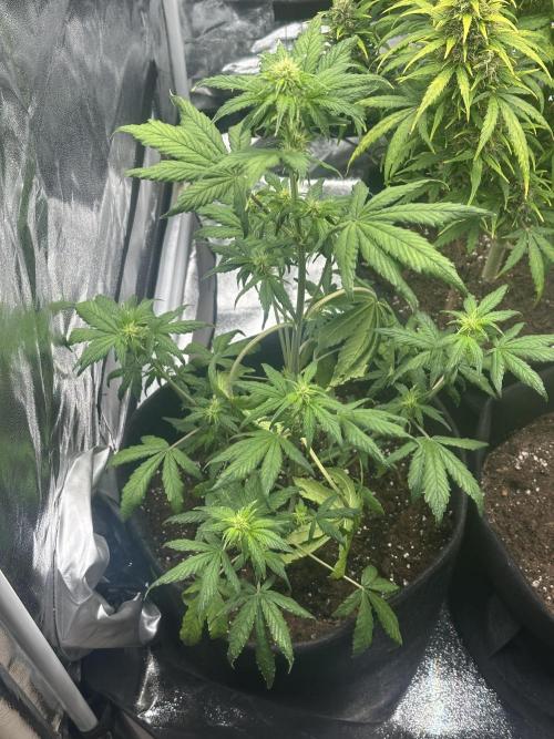 GUAVA AUTO - Becky. Week 5