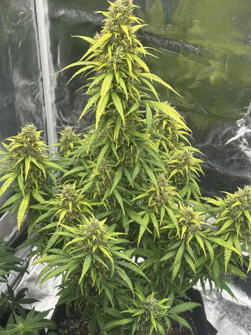 GORILLA Z (Esquerda) Priscila. Week 12