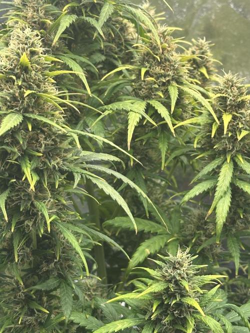 GORILLA Z (Esquerda) Priscila. Week 12