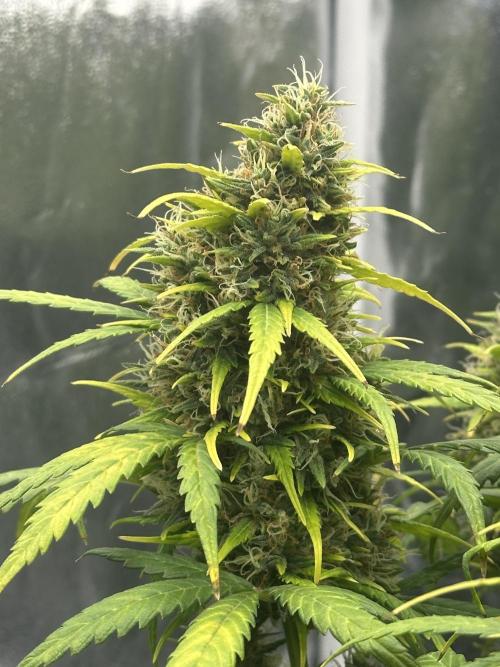 GORILLA Z (Esquerda) Priscila. Week 12