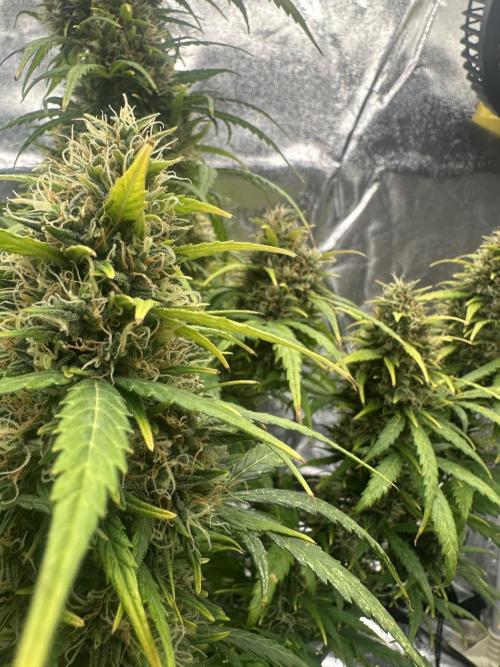 GORILLA Z (Esquerda) Priscila. Week 12