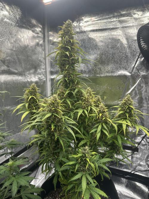 GORILLA Z (Esquerda) Priscila. Week 12