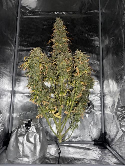 GORILLA Z (Direita) Yolanda. Week 13 - 1st day of dry. 