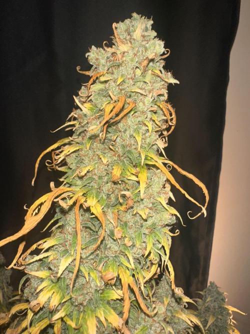 GORILLA Z (Direita) Yolanda. Week 13