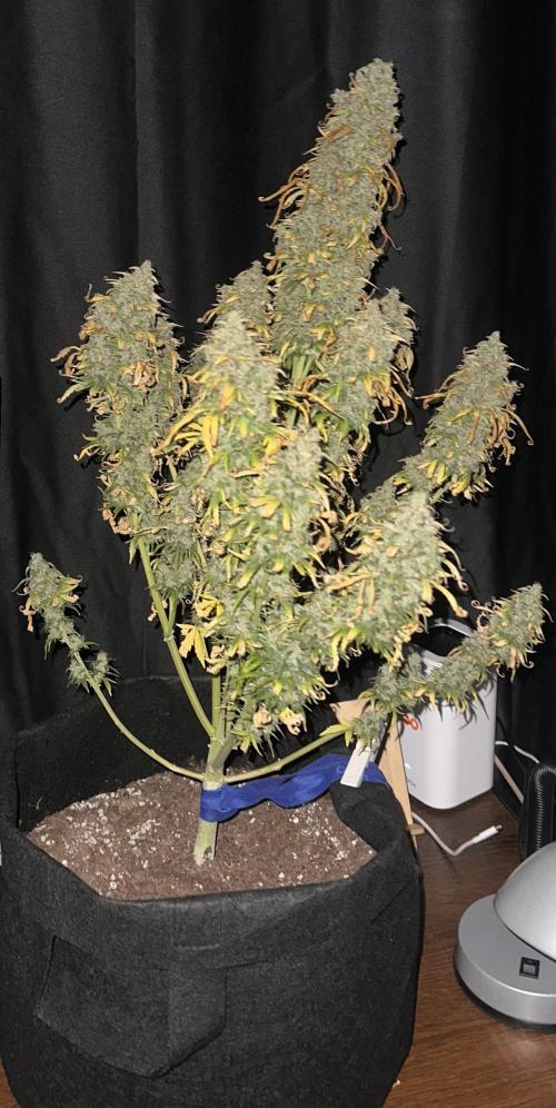 GORILLA Z (Direita) Yolanda. Week 13