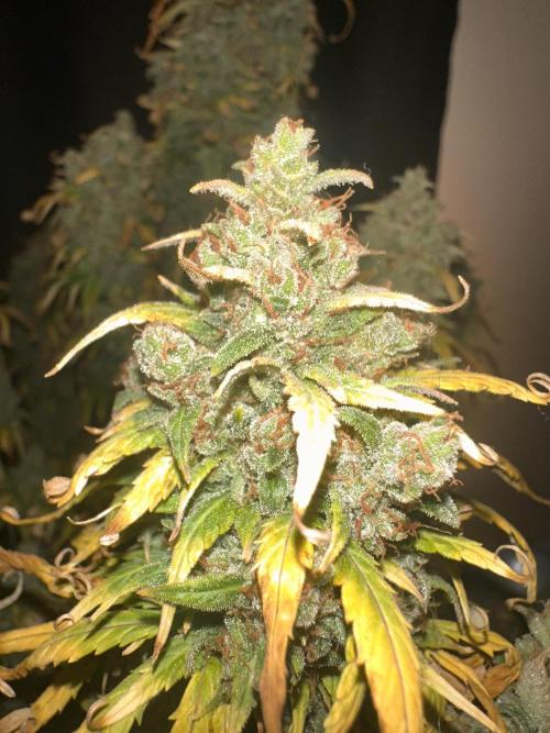 GORILLA Z (Direita) Yolanda. Week 13